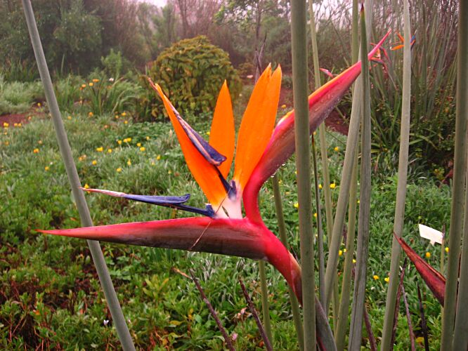 استرلیتزیا